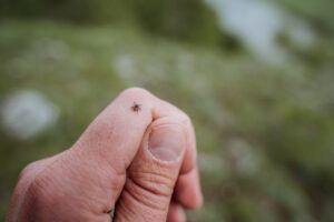 Encephalitis tick crawls on the skin, a harmful insect spreads deadly viruses, borrelosis is dangerous from a tick bite, small claw legs, crawls on the arm. High quality photo