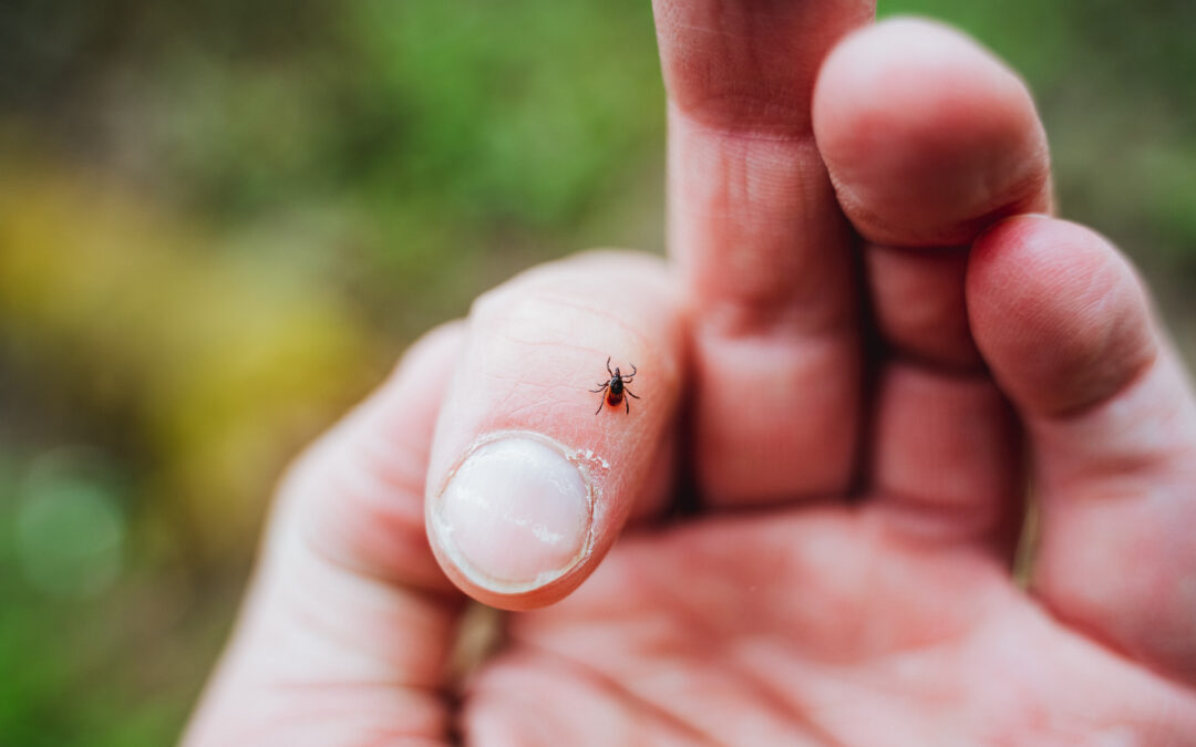 Let’s Talk Tick Safety