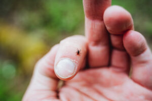 mite. Closeup macrography of a tick crawling on human skin, showcasing detailed textures and intricacies of this tiny arthropod. Perfect for educational and medical study on insect pests and health risks